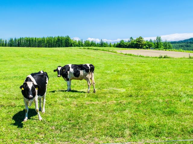 赤ちゃん連れの家族旅行におすすめの北海道ツアー 大阪発 北海道旅行 北海道ツアーなら格安旅行のj Trip